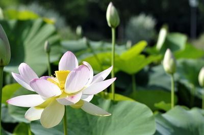 祥龍藍珀金龍魚日常養護方法：金龍魚對水質的要求比較高，需要保持水質清潔、無毒素