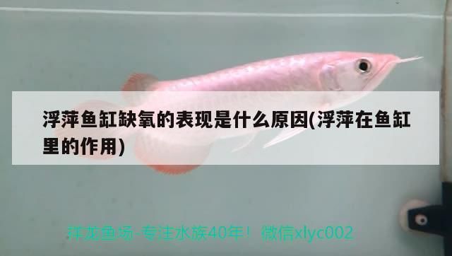 浮萍魚缸缺氧的表現是什么原因(浮萍在魚缸里的作用)