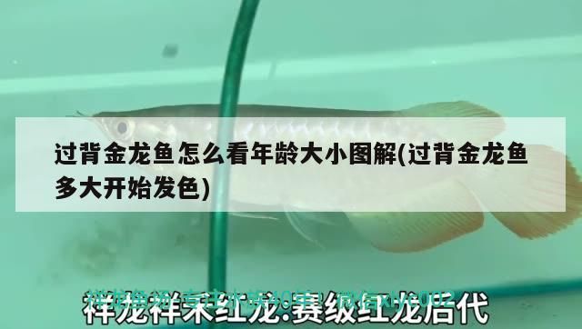 過背金龍魚怎么看年齡大小圖解(過背金龍魚多大開始發(fā)色)