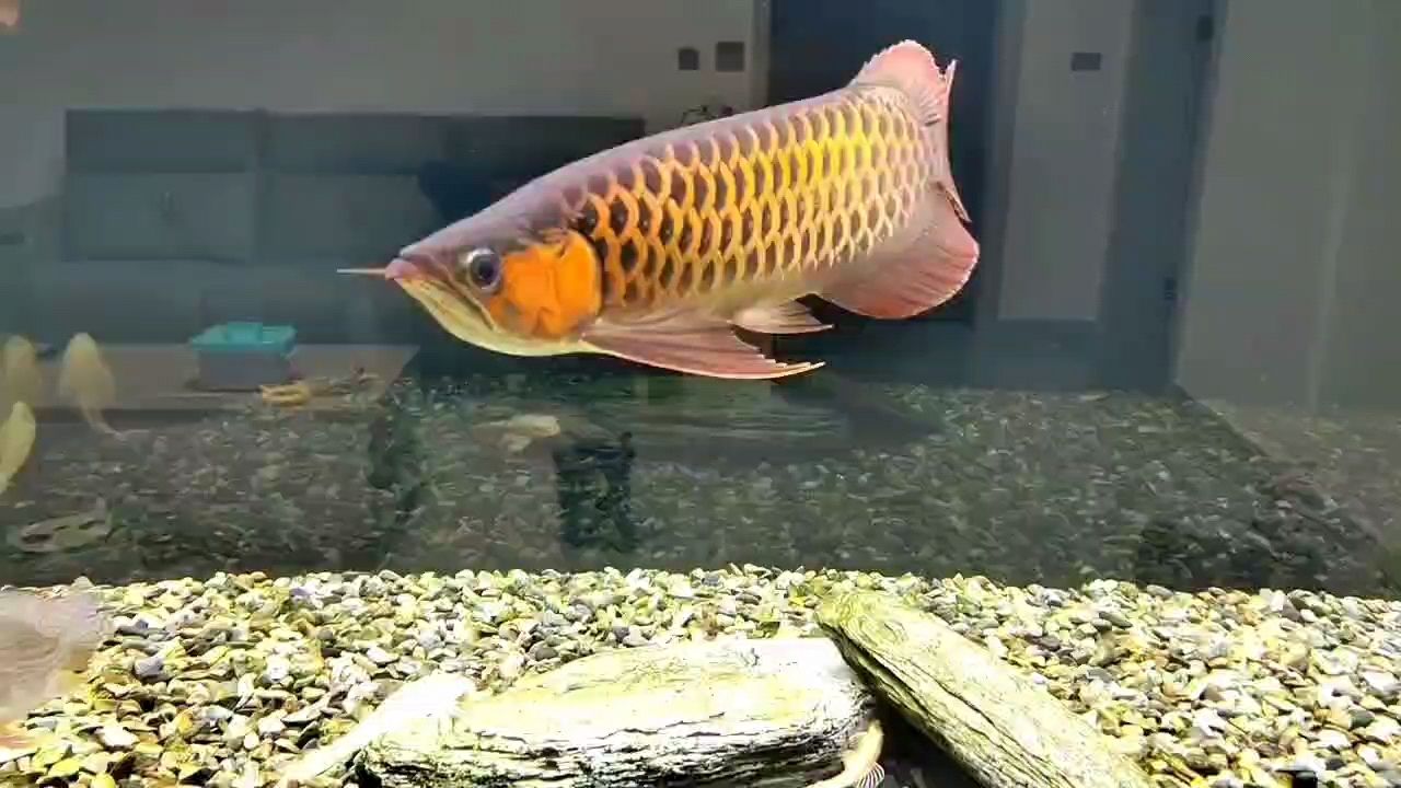 嘚，還是鋪上溪流石，果斷把撤盤子了 嘚，還是鋪上溪流石，果斷把撤盤子了 龍魚論壇