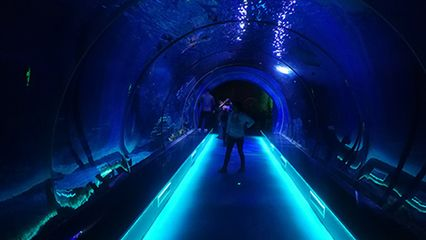 水族館的發展:中國水族館行業發展迅猛 水族館百科(水族館加盟) 第4張 水族館的發展:中國水族館行業發展迅猛 水族館的發展:中國水族館行業發展迅猛 水族館百科(水族館加盟) 第4張