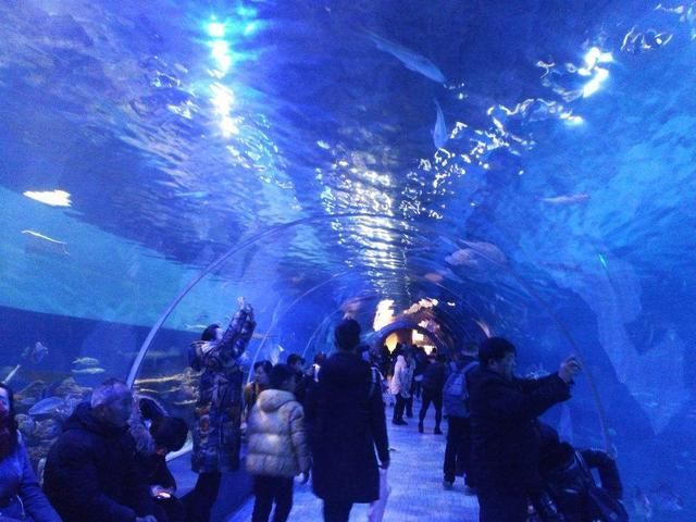 水族館的發展:中國水族館行業發展迅猛 水族館百科(水族館加盟) 第5張 水族館的發展:中國水族館行業發展迅猛 水族館的發展:中國水族館行業發展迅猛 水族館百科(水族館加盟) 第5張