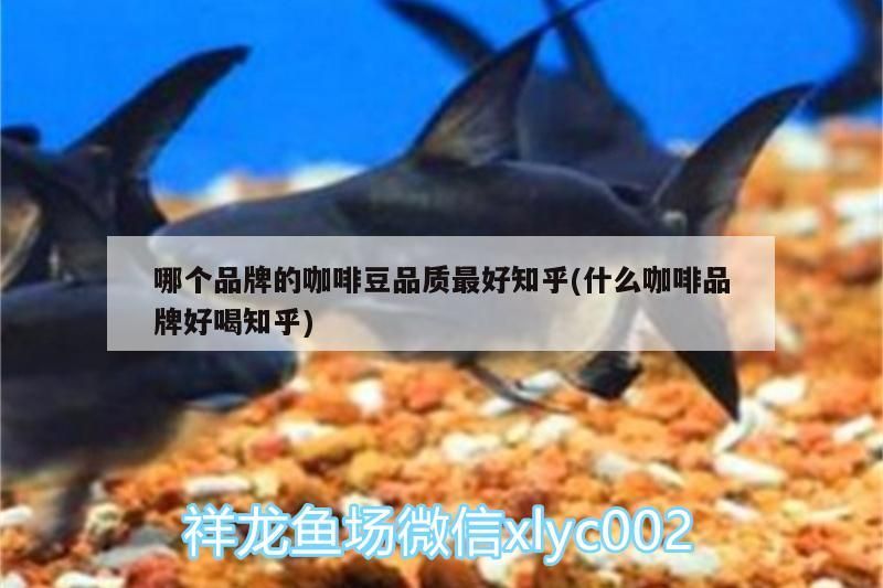 哪個品牌的咖啡豆品質最好知乎(什么咖啡品牌好喝知乎)
