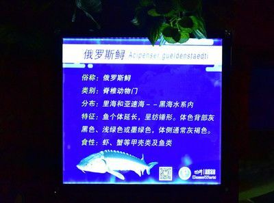 水族館特點(diǎn)：上海海洋水族館科研成果有哪些應(yīng)用水族館互動(dòng)體驗(yàn)項(xiàng)目介紹