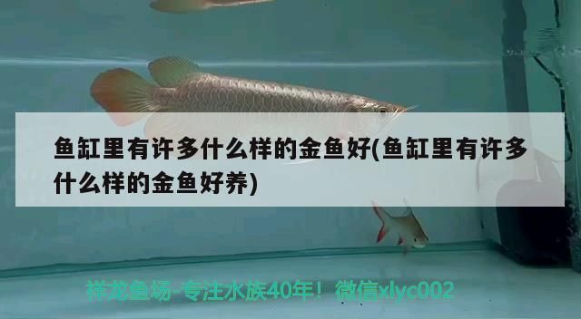 魚缸里有許多什么樣的金魚好(魚缸里有許多什么樣的金魚好養) 魚缸里有許多什么樣的金魚好(魚缸里有許多什么樣的金魚好養) 九鼎魚缸