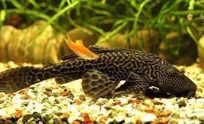 老魚匠加熱棒顯示L2（老魚匠加熱棒顯示L1）
