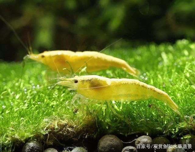 可麗愛魚缸咋樣（可麗愛魚缸咋樣?） 可麗愛魚缸咋樣（可麗愛魚缸咋樣?） iwish愛唯希品牌魚缸