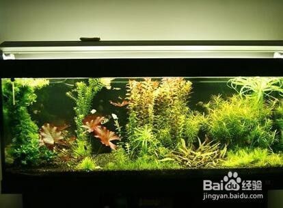 愛唯希魚缸和1號(hào)魚缸的區(qū)別圖片及價(jià)格（愛唯希魚缸和1號(hào)魚缸的區(qū)別圖片及價(jià)格表）