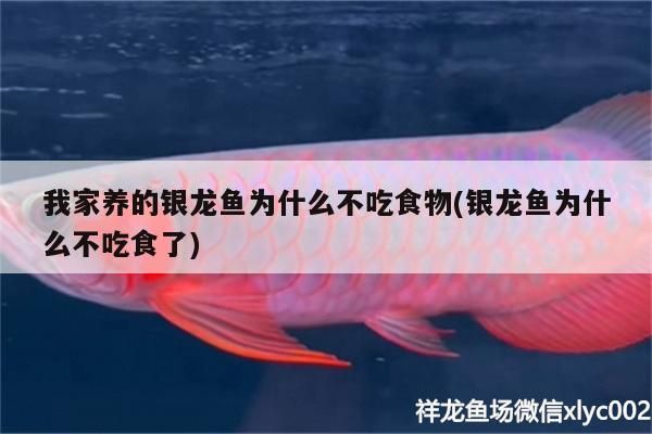 我家養的銀龍魚為什么不吃食物(銀龍魚為什么不吃食了) 我家養的銀龍魚為什么不吃食物(銀龍魚為什么不吃食了) 銀龍魚百科