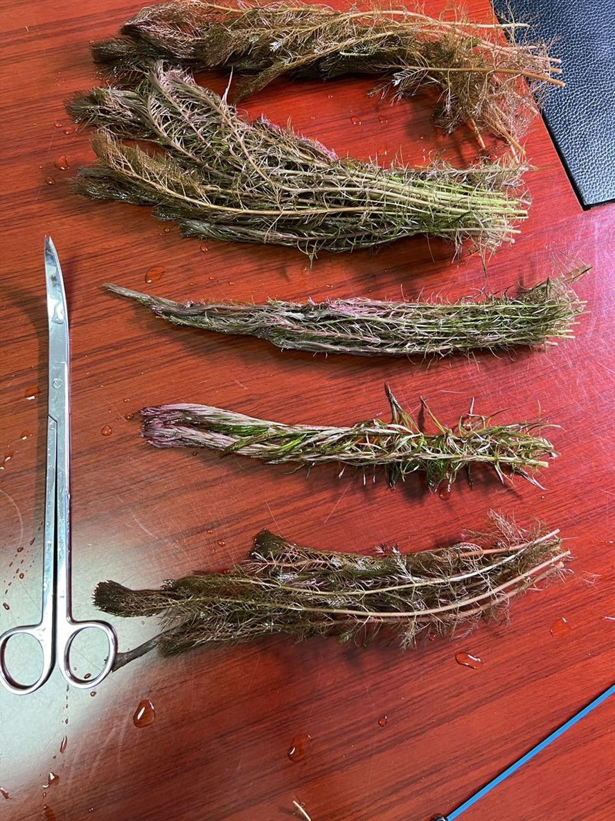 丟掉又可惜 龍魚論壇 第1張 丟掉又可惜 丟掉又可惜 龍魚論壇 第1張