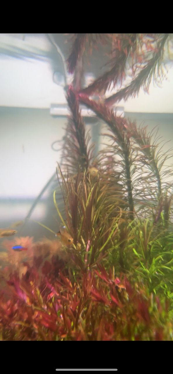 丟掉又可惜 龍魚論壇 第3張 丟掉又可惜 丟掉又可惜 龍魚論壇 第3張
