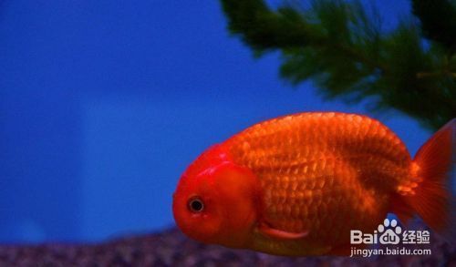 雙魚女為什么沒人敢娶？揭秘浪漫背后的情感迷局，雙魚女為何難覓良緣？浪漫面具下的情感真相