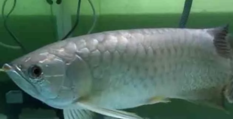 雙魚女屬龍的命運解析，浪漫與力量的交織，是福還是劫？雙魚女屬龍，浪漫與力量的命運交織，福兮劫兮？