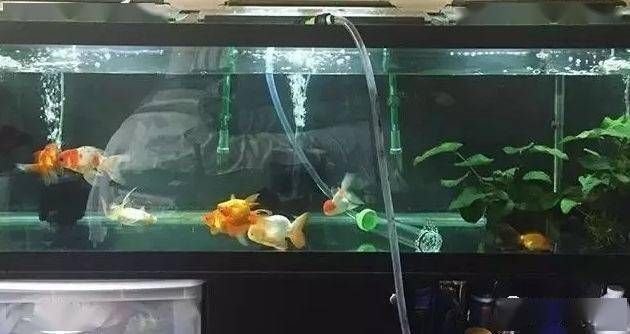魚缸水發白用硝化細菌可以嗎有毒嗎，如何快速建立硝化細菌群落魚缸水質檢測的最佳方法