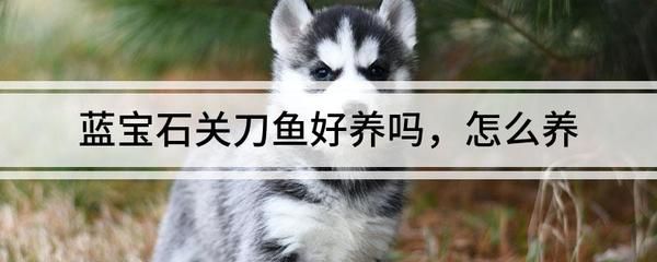 屬豬的不能戴三樣?xùn)|西，風(fēng)水禁忌與運(yùn)勢解析，屬豬人需避開的三大物品，風(fēng)水禁忌與運(yùn)勢影響全解析 屬豬的不能戴三樣?xùn)|西，風(fēng)水禁忌與運(yùn)勢解析，屬豬人需避開的三大物品，風(fēng)水禁忌與運(yùn)勢影響全解析 龍魚百科 第3張