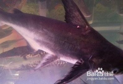 屬魚的人的性格特點，細膩、敏感與堅韌并存，屬魚之人，細膩敏感與堅韌并存的獨特性格
