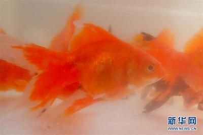 觀賞魚趨勢（全球觀賞魚市場規模將繼續擴大觀賞魚市場的發展趨勢）