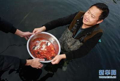 觀賞魚趨勢（全球觀賞魚市場規模將繼續擴大觀賞魚市場的發展趨勢） 觀賞魚趨勢（全球觀賞魚市場規模將繼續擴大觀賞魚市場的發展趨勢） 創寧水族 第4張