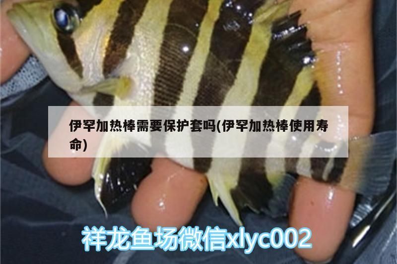 伊罕加熱棒需要保護套嗎(伊罕加熱棒使用壽命)