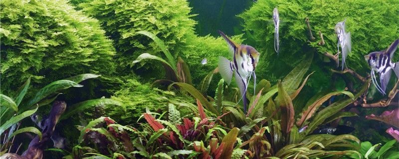 飼料 養(yǎng)魚老是死是怎么回事新手養(yǎng)魚怎么才能養(yǎng)活 速倍妥魚糧魚藥 養(yǎng)魚老是死是怎么回事新手養(yǎng)魚怎么才能養(yǎng)活 養(yǎng)魚老是死是怎么回事新手養(yǎng)魚怎么才能養(yǎng)活 速倍妥魚糧魚藥