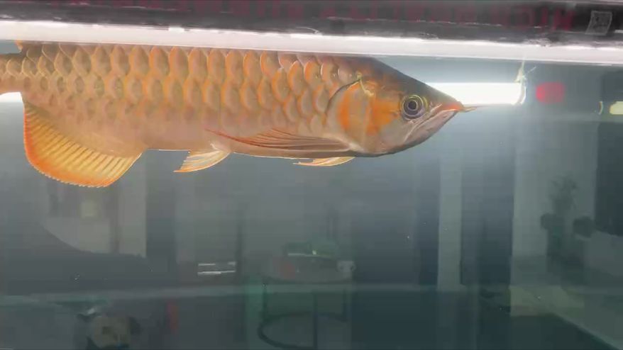 打燈看看 打燈看看 龍魚論壇