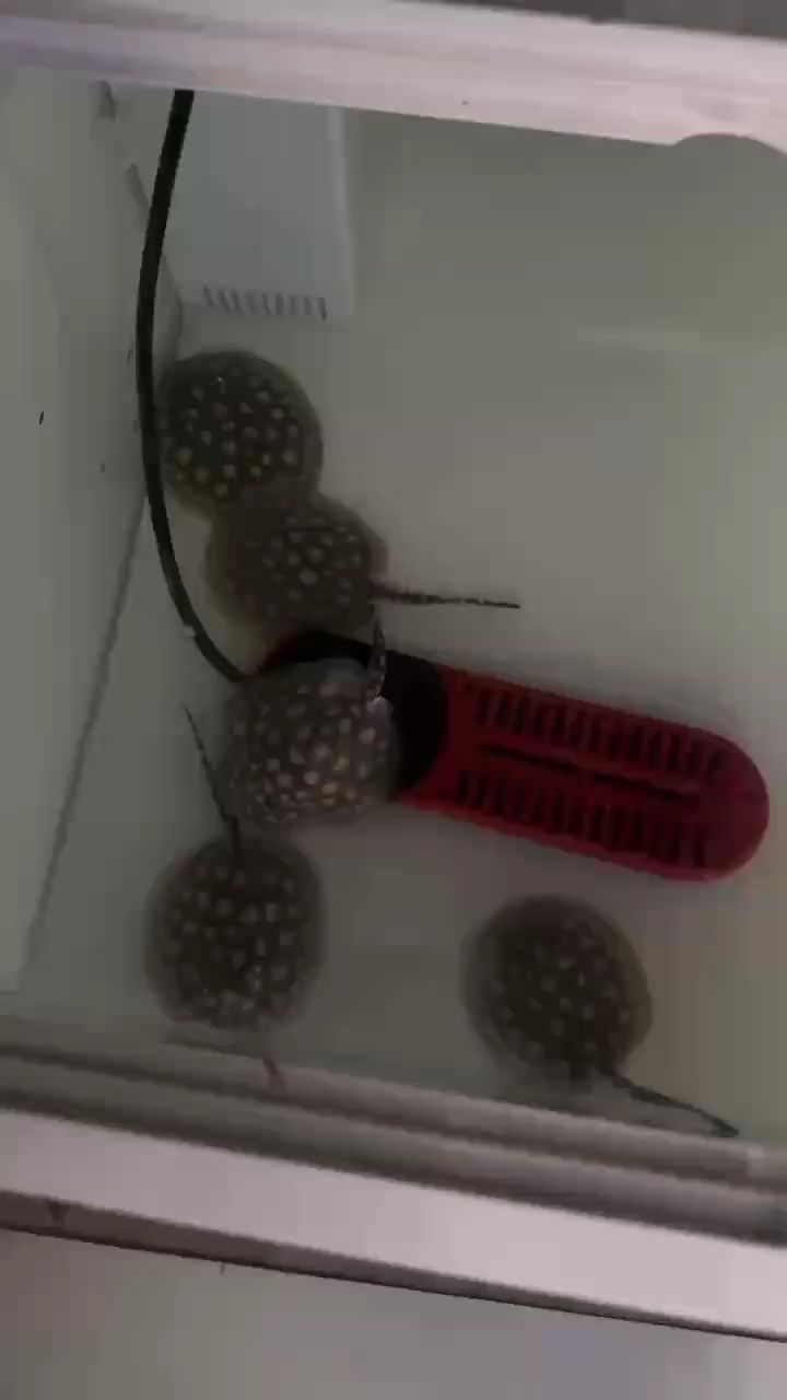 自己生的皇冠小魚，狀態(tài)不錯 自己生的皇冠小魚，狀態(tài)不錯 龍魚論壇