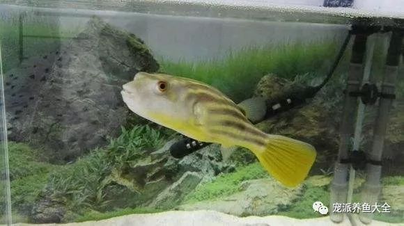 屬鼠的微信名字，如何取一個帶來好運的網名？屬鼠招財微信名大全！這樣取名好運連連 屬鼠的微信名字，如何取一個帶來好運的網名？屬鼠招財微信名大全！這樣取名好運連連 龍魚百科 第3張