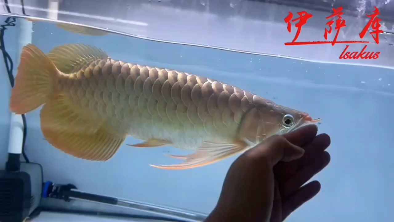 新茶搶先看，45CM左右，6位數(shù)個(gè)體不需要多介紹