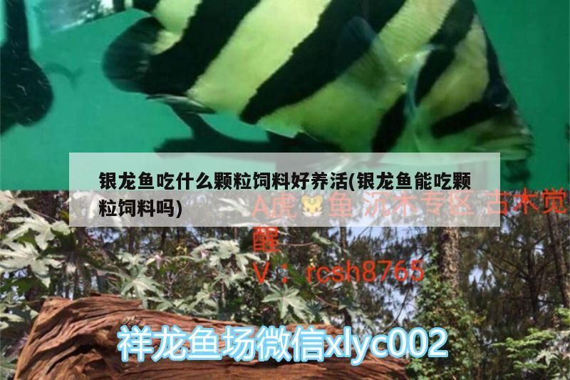 銀龍魚吃什么顆粒飼料好養活(銀龍魚能吃顆粒飼料嗎)