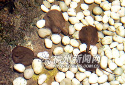 魟魚一天喂幾頓飼料：關(guān)于魟魚的喂食頻率，我們可以得出以下信息