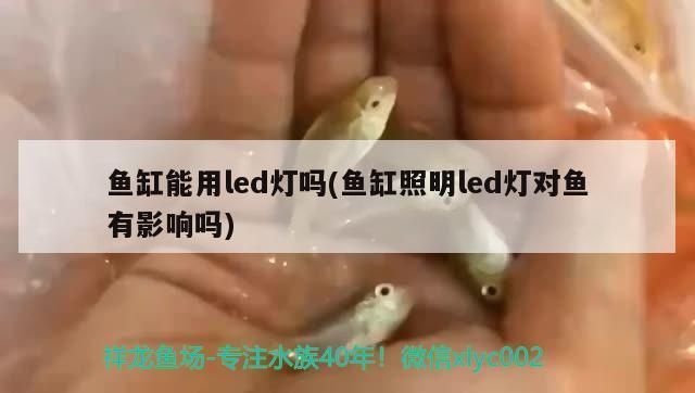 屬蛇人魚缸放在西北方好嗎？風水解析與布局建議，屬蛇人魚缸放西北方風水解析與布局建議