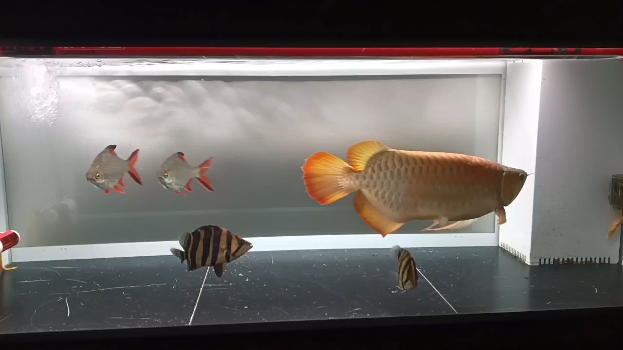 一年4個(gè)月了，打卡一下。變紅了不少，鱗片很厚發(fā)色面積也很大[ciya][ciya][ciya]