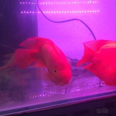 元寶鳳凰魚壽命一般幾天恢復：元寶鳳凰魚的壽命一般幾天恢復