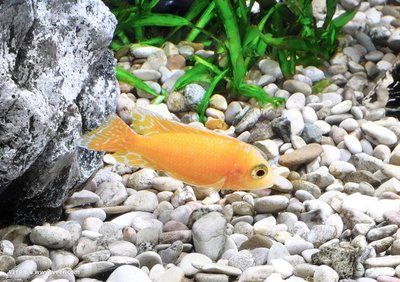 元寶鳳凰魚壽命一般幾天恢復：元寶鳳凰魚的壽命一般幾天恢復