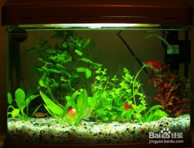 屬蛇人適合養幾條魚？風水解析與養魚指南，屬蛇人養魚風水指南，數量、品種與擺放全解析