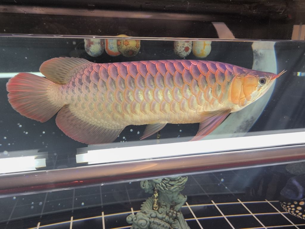 能紅嗎？ 能紅嗎？ 龍魚論壇 第2張