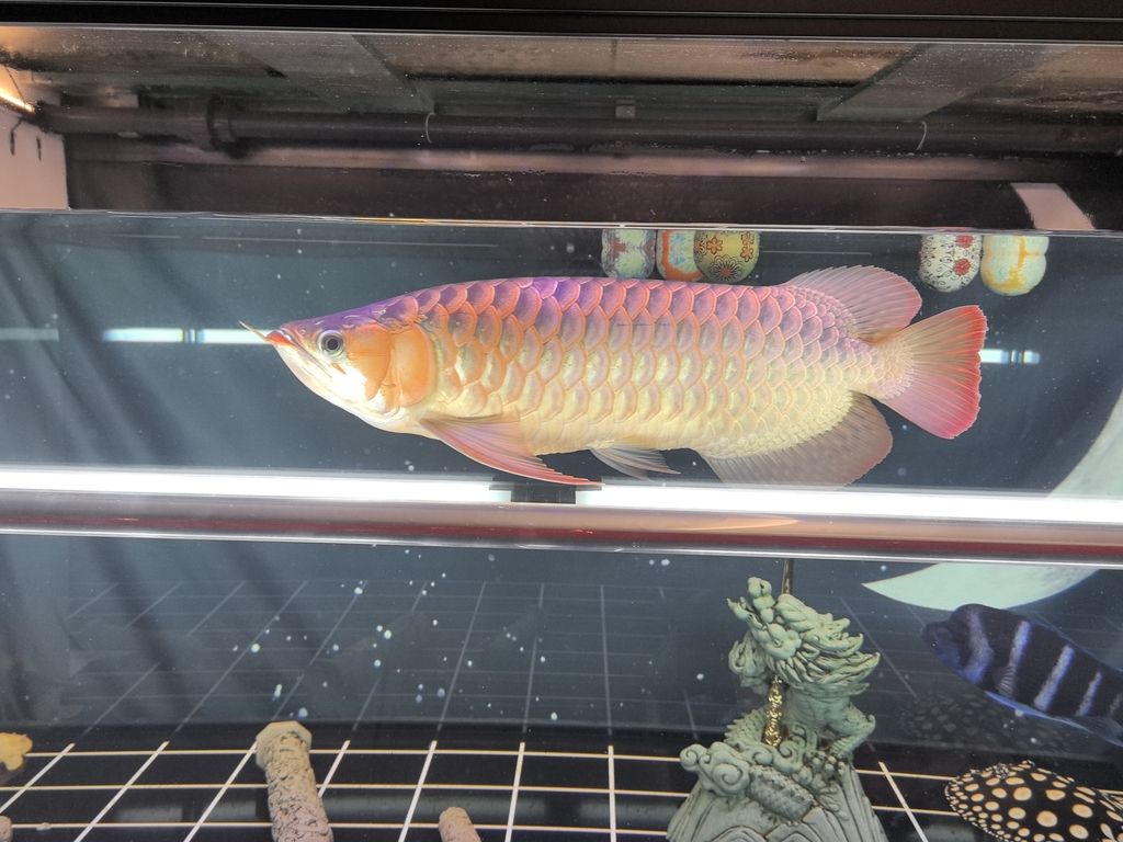 能紅嗎？ 能紅嗎？ 龍魚論壇 第3張