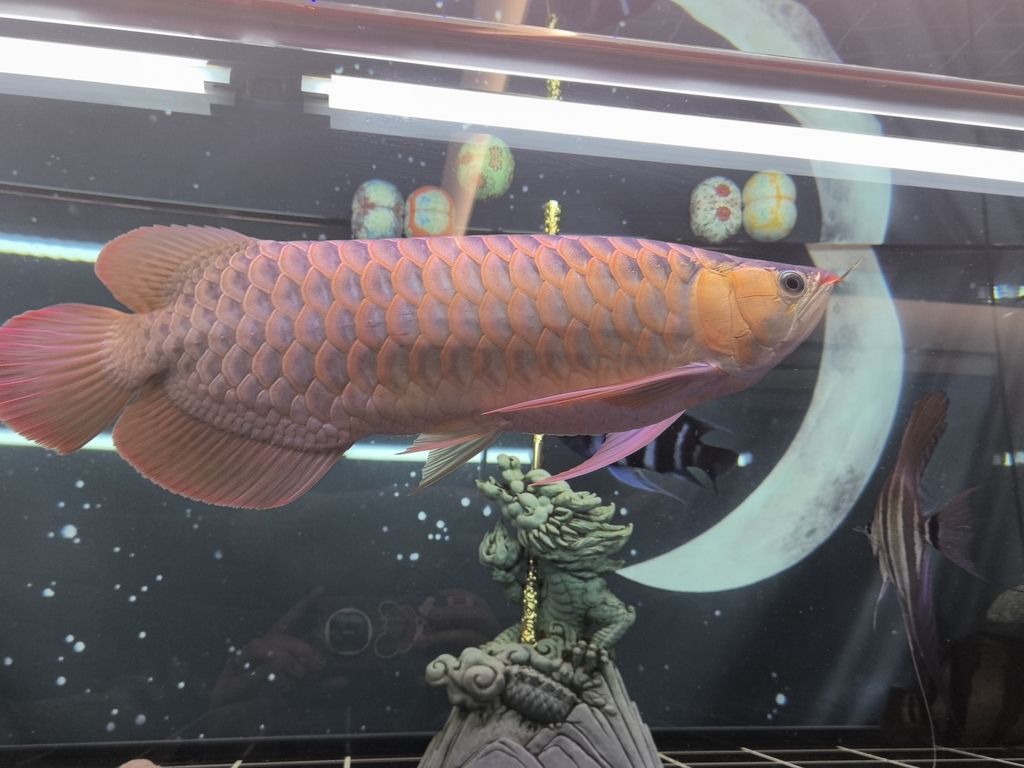 能紅嗎？ 能紅嗎？ 龍魚論壇 第4張