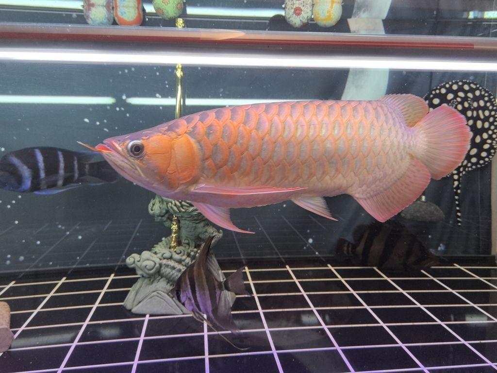 能紅嗎？ 能紅嗎？ 龍魚論壇 第5張
