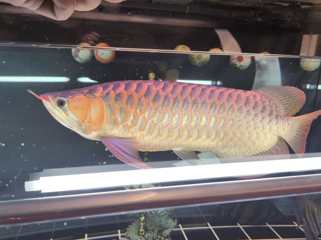 能紅嗎？ 能紅嗎？ 龍魚論壇 第6張