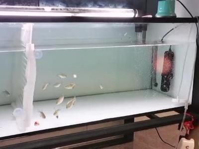 12公分虎魚怎么喂:12公分的虎魚怎么喂 虎魚百科 第1張 12公分虎魚怎么喂:12公分的虎魚怎么喂 12公分虎魚怎么喂:12公分的虎魚怎么喂 虎魚百科 第1張
