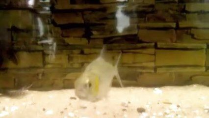 12公分虎魚怎么喂:12公分的虎魚怎么喂 虎魚百科 第2張 12公分虎魚怎么喂:12公分的虎魚怎么喂 12公分虎魚怎么喂:12公分的虎魚怎么喂 虎魚百科 第2張