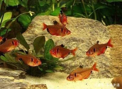 和金魚混養(yǎng)的小型觀賞魚（小型觀賞魚與金魚混養(yǎng)） 和金魚混養(yǎng)的小型觀賞魚（小型觀賞魚與金魚混養(yǎng)） 九鼎魚缸 第3張