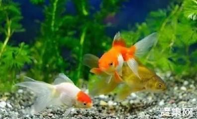和金魚混養(yǎng)的小型觀賞魚（小型觀賞魚與金魚混養(yǎng)） 和金魚混養(yǎng)的小型觀賞魚（小型觀賞魚與金魚混養(yǎng)） 九鼎魚缸 第1張