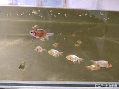 和金魚混養(yǎng)的小型觀賞魚（小型觀賞魚與金魚混養(yǎng)） 和金魚混養(yǎng)的小型觀賞魚（小型觀賞魚與金魚混養(yǎng)） 九鼎魚缸 第4張
