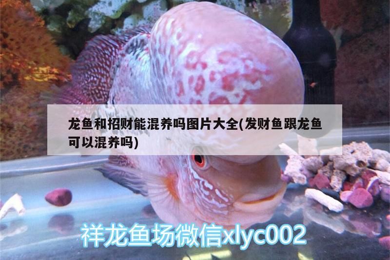龍魚和招財能混養嗎圖片大全(發財魚跟龍魚可以混養嗎)