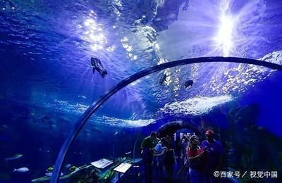 水族館的魚的種類：水族館中常見的魚類種類 水族館的魚的種類：水族館中常見的魚類種類 水族館百科（水族館加盟） 第1張