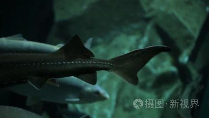 水族館的魚的種類：水族館中常見的魚類種類 水族館的魚的種類：水族館中常見的魚類種類 水族館百科（水族館加盟） 第2張