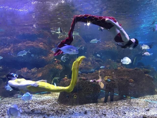 水族館的魚的種類：水族館中常見的魚類種類 水族館的魚的種類：水族館中常見的魚類種類 水族館百科（水族館加盟） 第3張