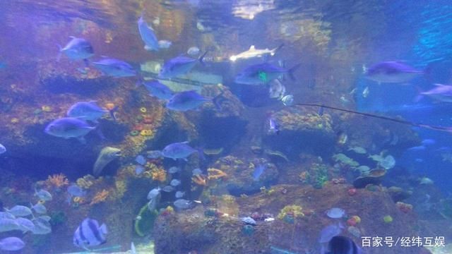 水族館的魚的種類：水族館中常見的魚類種類 水族館的魚的種類：水族館中常見的魚類種類 水族館百科（水族館加盟） 第4張